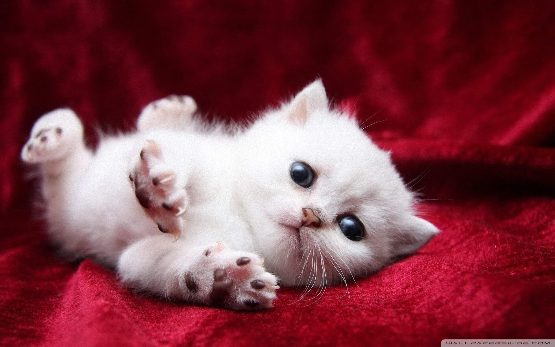 杜兰特爆发之夜，辽宁队单节拉开骑士的战术启示