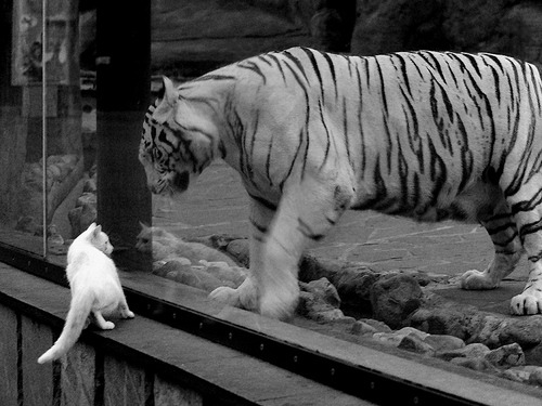 毕尔巴鄂的钢铁之心，莱奥如何在对阵尼日利亚的战术博弈中成为攻防转换的绝对核心